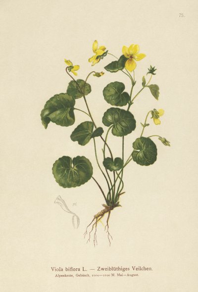 Two-flowered Violet by German School